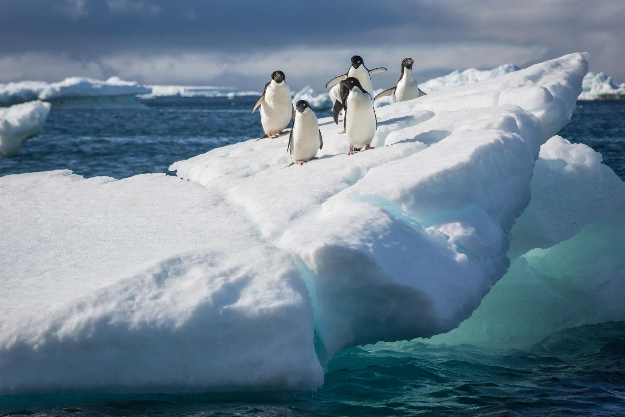 Adele Penguin on Ice in Antarctica Adele Penguin on Ice in Antarctica